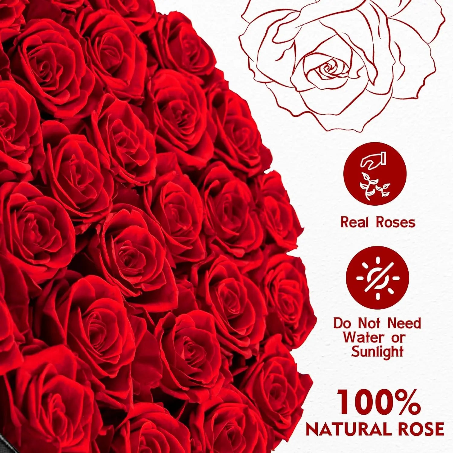 Roses Éternelles en Coffret